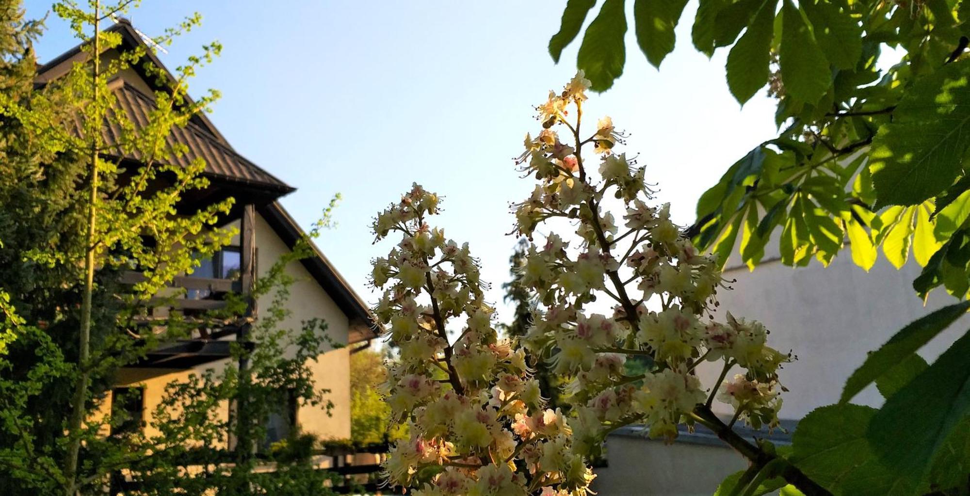 Appartamento Dom Pod Kasztanami Kazimierz Dolny Esterno foto